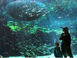 Kujukushima Aquarium UmiKirara img