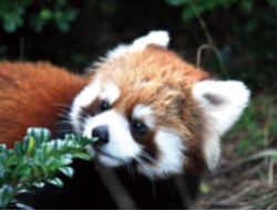 Kujukushima Zoo & Botanical Garden Mori Kirara img