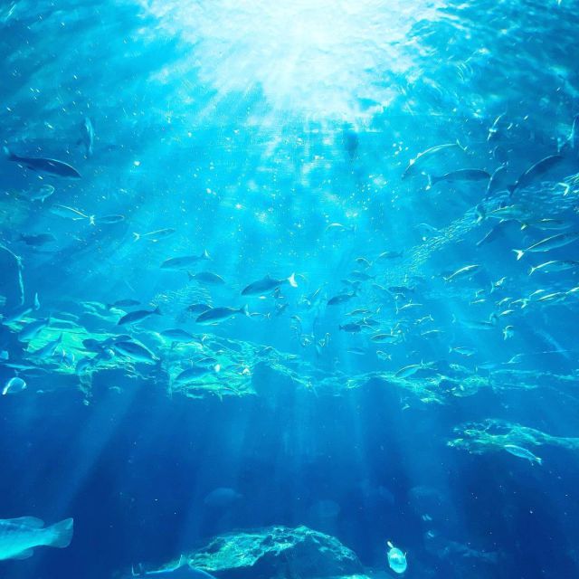 九十九島水族館海閃閃
#九十九島灣大水槽
#九十九島 
#鰩魚寶寶
#水族箱