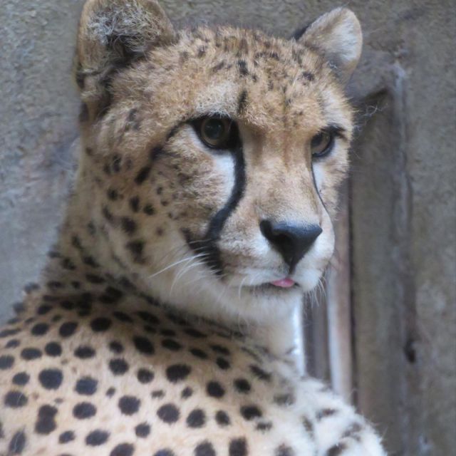 九十九島動植物園迎來了新夥伴，目前在進行適應環境，餵食練習，很快就可以同大家見面啦！
#九十九島 
#kujukushima 
#nagasaki
#sasebojapan