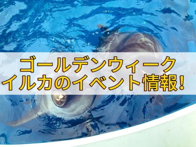 皆さんこんにちは!
明日からいよいよGW限定イルカのイベント開催です!
イルカチームでは、
①イルカのプログラム内でサイン出し体験実施!
イルカのプログラム内でお客様の中から選ばれた方にイルカ達に合図を出して頂きます!
(イルカたちの健康管理の為イベントを中止する場合がございます。ご了承下さい。)
②イルカのプログラム1日4回実施!
GWは、1日3回のプログラムを4回に増やして行います。
③16:20より予約者限定の餌やり体験実施!
アソビューで予約されたお客様、皆様のお越しをお待ちしております。気をつけてお越しください!
④17:00よりイルカのファンミーティング実施!
1階イルカプールアクリル面で行いますのでぜひ皆さん遊びに来てください!
皆様の質問にお答えします!
飼育員一同皆様のお越しを心よりお待ちしております🐬✩.*˚
GWみなさんで楽しみましょう!🐬✩.*˚