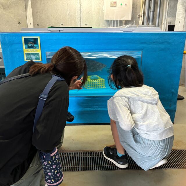 海きららのゴールデンウィーク
☆裏きらら☆
普段は見ることができない水族館の裏側を一部開放!もじゃもじゃした海藻の水槽を見たり保護ウミガメを見たり「へぇ~」「ほぉ~」な体験がいっぱい🥰今日は、エイの歯・サメの卵などの詰め合わせセットや、生きものにタッチングできる特別イベント参加券などが当たる「裏きららくじ(1回500円)」がお子様に大人気でした。明日明後日も開催しますので、ぜひ遊びに来てください♪
【開催日時】5月4日(日祝)、5日(月祝) 各日10:00~12:00 ※「裏きららくじ」は ①10:00~10:40 ②10:50~11:30(無くなり次第終了)
【参加費】無料 ※別途海きらら入館料が必要です
#海きらら
#九十九島パールシーリゾート
#九十九島 #佐世保 #長崎
#ゴールデンウィーク旅行
#おでかけ情報
#くじ