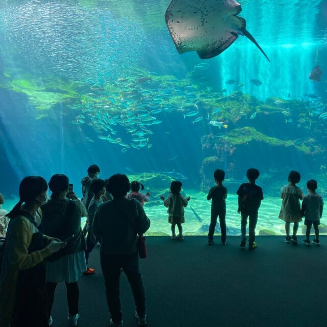 海きららの朝の様子🌞
明日5/5まで海きららは8:00開館!
この時間にしか見れない生きものたちの様子を見に来てみませんか?
朝日の差し込む大水槽もイチオシです✨
#九十九島パールシーリゾート
#海きらら
#ゴールデンウィーク