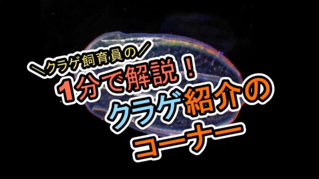 .
【1分で解説!クラゲ紹介コーナー】
今回、第3弾です!
紹介するクラゲは#サビキウリクラゲ
です!ぜひ、ご覧ください!
サビキウリクラゲは現在も展示しております!
※クラゲの状態によっては展示変更する場合がございます。ご了承ください。
#九十九島水族館#海きらら
#サビキウリクラゲ#九十九島
#水族館#クラゲ#🪼