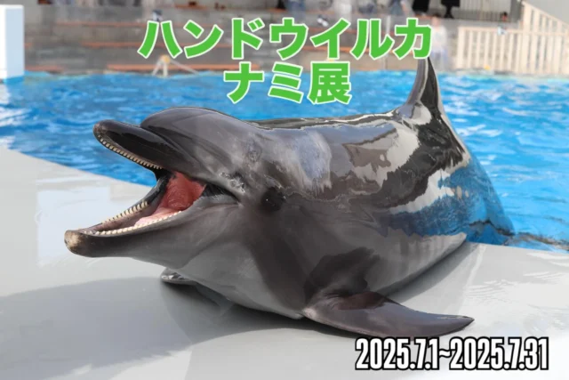 【ハンドウイルカ ナミ展 開催!】
7月3日ナミの日にちなんで7月の1ヶ月間、ハンドウイルカ、ナミ展を開催致します!🐬
期間中は、イルカプール展望ロビー前にて発売中のイルカのアイスキャンディーを購入のお客様にオリジナルステッカーを730枚限定でプレゼント致します!- ̗̀ 🍭 ̖́-
海きらら来て今年で17年目のナミ🐬!
もっとナミのことを知って頂く大チャンスです!
みなさんぜひ遊びに来てください!
詳しくは海きららのホームページにてご確認ください!
#ナミの日 #ナミとの思い出 #海きらら #ナミ #ニーハ
#九十九島水族館