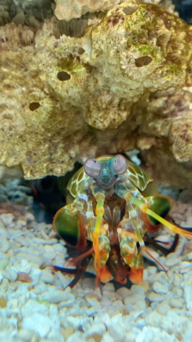 キョロキョロおめめ👀
動画も撮りました🙌
現在、海きららで開催中の特別展「びっくり生きもの大図鑑 見た目がスゴイ展」のモンハナシャコ!
そーっとのぞいてみてくださいね🙏
#海きらら #佐世保 #水族館 #びっくり生きもの大図鑑見た目がスゴイ展 #モンハナシャコ