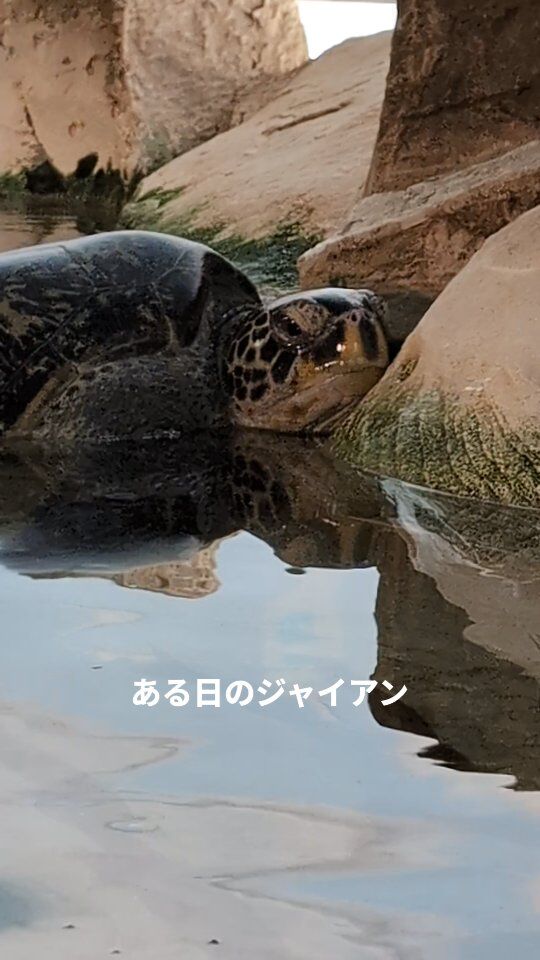 ある日、水槽をのぞいてみると、アオウミガメのジャイアンが、擬岩の上でぼーっとしているところに遭遇しました。
海きららのアオウミガメたちは、よく不思議な場所や変わった体勢で休んでいることがあります🐢
ぜひみなさんも探してみてくださいね。
#海きらら #長崎 #佐世保 #おでかけ #水族館 #ウミガメ #動物 #かわいい #うとうと #お昼寝前