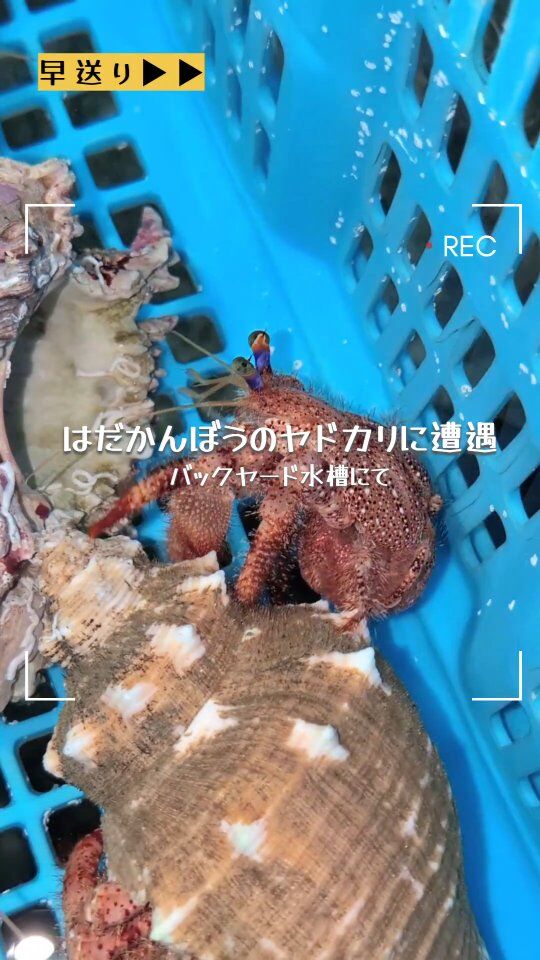 海きららのバックヤード水槽にて、はだかんぼうのヤドカリを発見!
近くに脱皮殻が落ちていたので、脱皮直後の模様。
しかし、おそらくお家にしていたと思われる貝がらは、なぜか他のヤドカリがお引越し中…?
今後の様子も見守っていきたいと思います🤣
#海きらら #水族館 #九州 #長崎 #佐世保 #動物 #ヤドカリ #かわいい #びっくり #裏側の様子 #これからが気になる