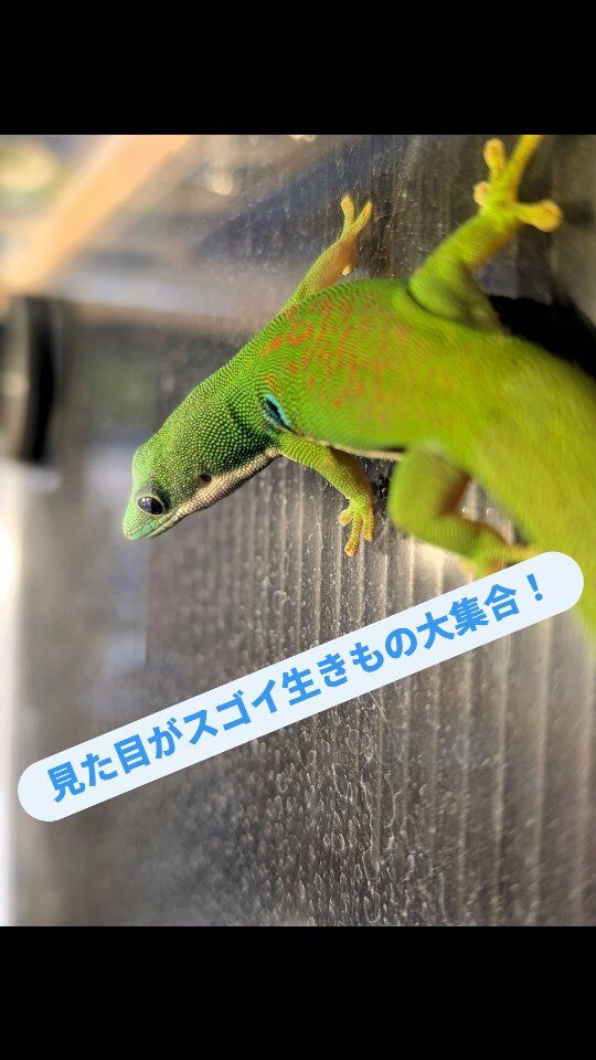 現在海きららにて開催中の、#びっくり生きもの大図鑑見た目がスゴイ展 がまもなく終了となります。
見た目がスゴイ魅力的な生きものたちが大集合しています!
開催は、6月22日まで!
もう来てくれた方もまだの方も、ぜひ遊びにお越しください〜✨
#海きらら #水族館 #長崎 #佐世保 #おでかけ #生きもの #動物 #昆虫 #爬虫類 #特別展 #期間限定 #まもなく終了