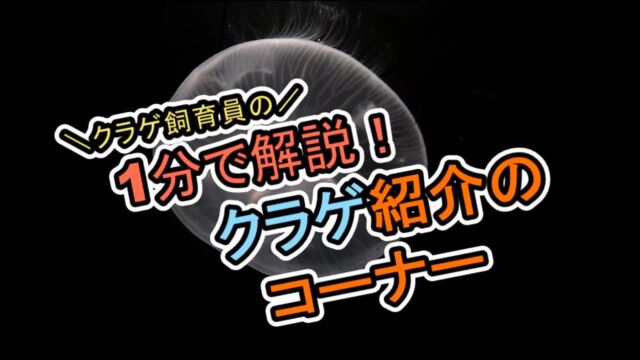 .
【1分で解説!クラゲ紹介コーナー】
今回、第4弾です!
紹介するクラゲは#ミズクラゲです!
ぜひご覧ください!
ミズクラゲは研究室内やクラゲシンフォニードームに展示しております!
※クラゲの状態にっては変更する場合
がございます。ご了承ください。
#九十九島水族館#海きらら#クラゲ
#九十九島#水族館#ミズクラゲ