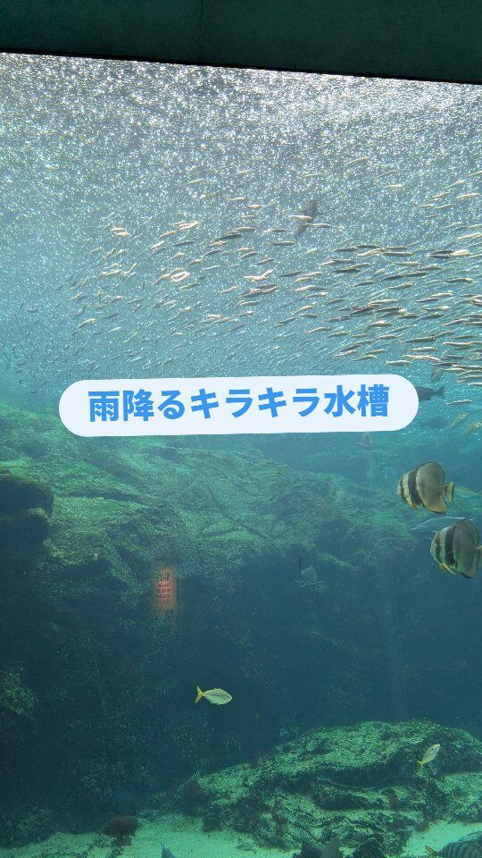 本日の佐世保は大雨です☔
屋外型の九十九島湾大水槽は、天気や時間によって見え方が変わります。
晴れの日に美しいのはもちろんなのですが、実は飼育スタッフの密かなお気に入りは雨の日の水槽だったりします。
水面に当たる雨粒がキラキラと光って、とっても美しい風景を見ることができるんです。
光の入り方や魚たちの動き方など、一瞬一瞬で全く違う景色に変わりますので、ぜひ皆さんもお気に入りの一瞬を見つけてみてください😊
#海きらら #長崎 #佐世保 #九州 #おでかけ #雨の日 #癒し #水族館 #キラキラ
