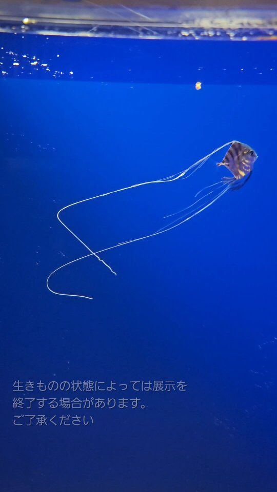 展示開始しました✨
先日、とある魚類スタッフが
定置網調査の最中に発見し
たくさんのお魚の中から
頑張って採集して
必死で持ち帰ってきてくれた
非常にキレイな状態の
『イトヒキアジ(幼魚)』
を展示開始しました✨
特徴的な長く伸びた背ビレと尻ビレが
まるで天女の羽衣のようで
すごく美しいです‼️‼️
ぜひ美しいイトヒキアジ(幼魚)を
ご覧いただければと思います✨
実物は…もっとキレイで美しいです✨
※生きもの状態によっては展示を終了する場合がございます。
ご了承ください。
#海きらら #九十九島水族館 #水族館
#長崎 #佐世保 #観光地 #九十九島
#aquarium
#イトヒキアジ #天女のような美しさ
#幼魚 の時だけ長く伸びる
#天女の羽衣
#展示開始 #展示スタート