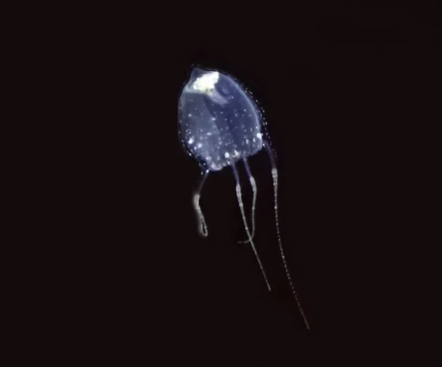 .
本日より、4館同時!繁殖個体世界初展示のフクロクジュクラゲを展示開始しました!
詳しくは公式HPをご覧ください!
https://www.umikirara.jp/newsp/?news_p=23026
※クラゲの状態によっては展示変更する場合がございます。
ご了承下さい。
#フクロクジュクラゲ#九十九島水族館#クラゲ
#水族館#九十九島#🪼