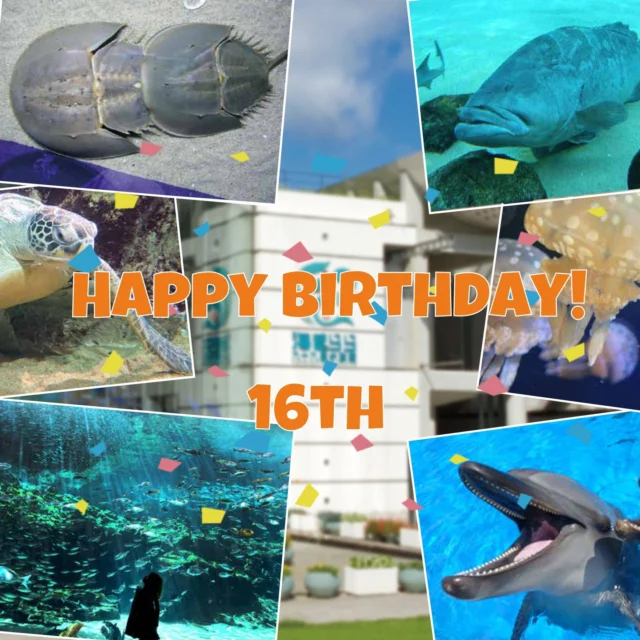 本日2025年7月18日で、#九十九島 #水族館 #海きらら は16年目の誕生日を迎えました🎉
同じ年に生まれた方はもう高校生👀海きららもさらにパワーアップして、皆さまに九十九島の魅力をお伝えしていきます👟お楽しみに!
これからもどうぞよろしくお願いします✨
#HappyBirthday 🎂