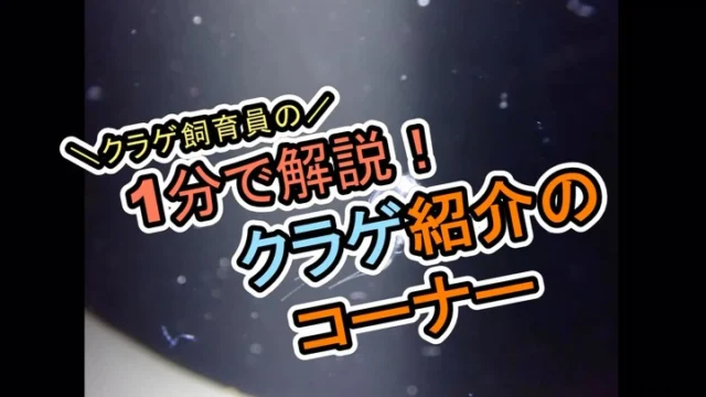 .
【1分で解説!クラゲ紹介コーナー】
今回、第5弾です!
紹介するクラゲは#フクロクジュクラゲです!
こちらのクラゲは4館同時 繁殖個体世界初展示です🪼
研究室に展示しておりますのでぜひご覧下さい!
※クラゲの状態にっては変更する場合
がございます。ご了承ください。
#九十九島水族館#海きらら#クラゲ#繁殖個体世界初展示
#九十九島#水族館#フクロクジュクラゲ