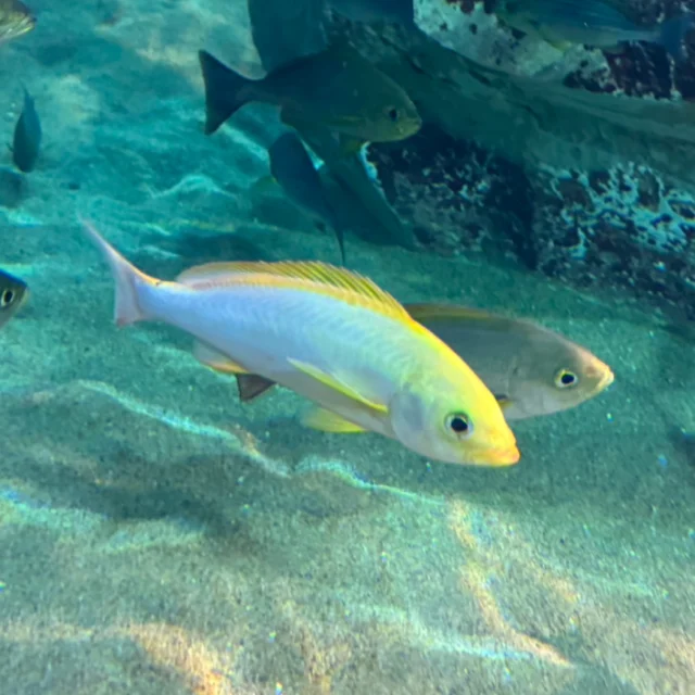 九十九島水族館海きららでは、7/28から「金色のイサキ」を展示中🌟
イサキの体は通常緑がかった褐色をしていますが、今回展示している個体は、白と黄のグラデーションが美しい色彩変異です。
自然界では非常に目立つ体色であるため、天敵に狙われることが多く、これほど大きく成長したものはなかなか見ることができません。
水槽では、他のイサキと一緒に泳いでいる姿を見ることができます。
この機会にぜひ、ご覧くださいね☺️✨
=================
✅展示開始日:2025年7月28日(月)
✅展示場所:九十九島水族館海きらら 五島の海水槽
✅大きさ:約30cm
※生物の状態によって急遽展示を中止する場合があります。
=================
#長崎
#佐世保
#九十九島
#九十九島水族館
#海きらら
#UMIKIRARA
#KUJUKUSHIMA
#九十九島パールシーリゾート
#パールシー
#イサキ
#色彩変異