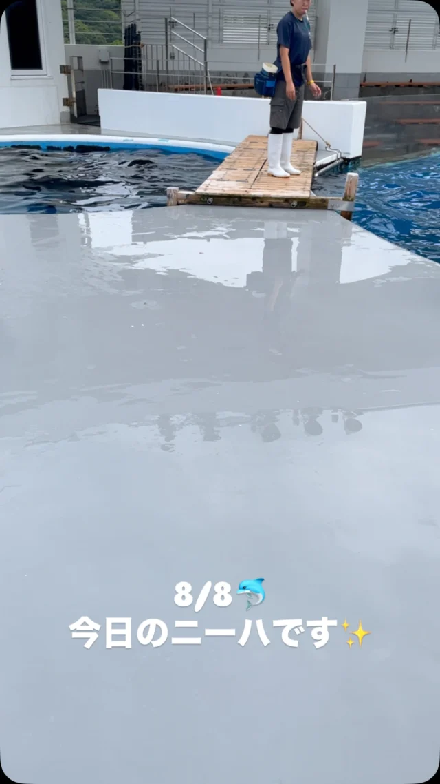 8/8、今朝のニーハちゃんです🐬
イルカプールを通ったら
グルングルン回ってました😂
・
まだイルカのプログラムは中止しておりますが
獣医さんやイルカチームにしっかり
見守られながら、穏やかに過ごしています🥰
イルカプールで、ナミとニーハに
会えますよーー🌈
・
#海きらら 
#九十九島 
#九十九島パールシーリゾート 
#佐世保 
#イルカ
#なんでもない日常
#ニーハ
#ナミ
#🐬
#回るイルカ
#ありがとう