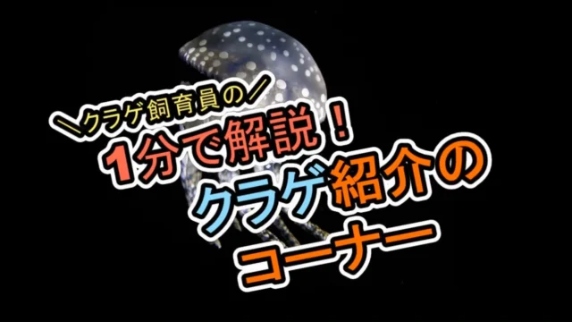 .
【1分で解説！クラゲ紹介コーナー】

今回、第6弾です！

紹介するクラゲは#タコクラゲ　です！
夏を代表するクラゲで皆様にも馴染み深いクラゲを紹介しております！

研究室に展示しておりますのでぜひご覧ください！！

※クラゲの状態によっては展示変更する場合がございます。ご了承下さい🙇‍♀️

#九十九島水族館　#海きらら　#タコクラゲ #九十九島　#水族館