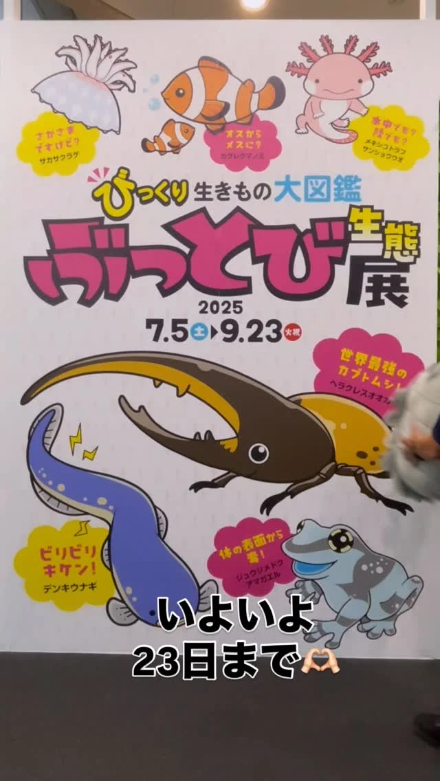海きららで開催中の特別展✨
「びっくり生きもの大図鑑ぶっとび生態展」は
いよいよ9/23までの開催です‼️

今しか見られない生きものたちに
ぜひ会いに来てくださいね🫶🏻
お待ちしております🥰
・
#海きらら 
#九十九島 #佐世保 
#九十九島水族館 #九十九島パールシーリゾート 
#水族館 
#長崎
#踊る館長
#飛ぶ館長