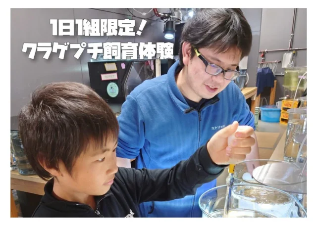 .
〜イベント情報〜

各回1組限定！クラゲプチ飼育体験の予約を本日開始しました！
日程は10月４日（土）・10月11日（土）16：00〜16:30です！普段入ることのできないクラゲ研究室の中に入り、クラゲの飼育体験ができます！

ぜひ、お待ちしております😊

詳しくは公式ホームページをご覧ください🪼
↓ ↓ ↓
https://www.umikirara.jp/eventp/?event_p=23659

#九十九島水族館#海きらら#クラゲのプチ飼育体験
#クラゲ#🪼#九十九島#水族館