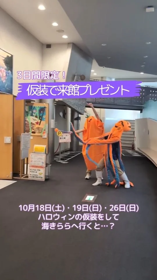 海きららのハロウィンイベントをご紹介!
【3日間限定!仮装で来館プレゼント】
ハロウィンの仮装で来館し、「トリックオアトリート!」とスタッフに声をかけてくれた先着99名様に、ハロウィン限定オリジナルステッカーをプレゼント!
当日、こどもひろば あまもばで、なりきりコウモリの工作をして仮装することもできます🎃
ぜひ遊びにお越しください〜✨
〈開催日〉
2025年10月18日(土)、19日(日)、26日(日)
※無くなり次第終了
〈配布場所〉
九十九島水族館海きらら こどもひろば あまもば
#海きらら #九州 #長崎 #佐世保 #水族館 #イベント #ハロウィン #おでかけ