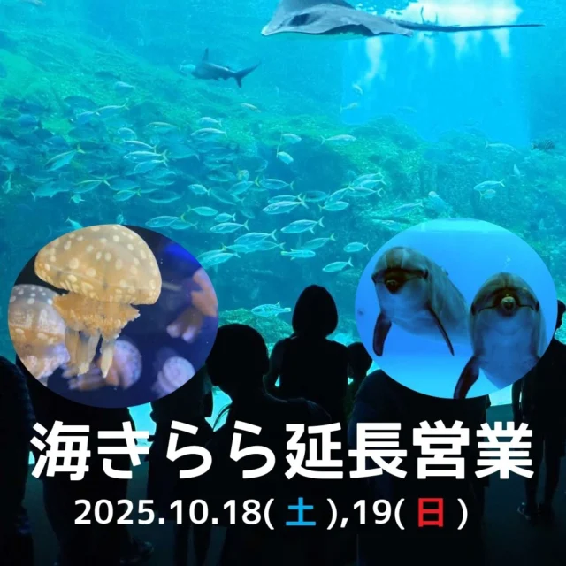 10/18(土)、19(日)は海きらら延長営業!
いつもは見ることのできない夜の生きものたちを見ることが出来るチャンスです✨
【開催日】 10月18日(土)、19日(日)
【時 間】 9:00~20:00(最終入館 19:30)
【料 金】 大人(高校生以上)1,470円、小人(4才~中学生)730円、3才以下 無料
《海きらら延長営業限定イベント》
①イルカのクイズ
【時 間】 17:00~17:15
【場 所】 九十九島イルカプール(スタンド席)
【料 金】 無料 ※別途、海きらら入館料が必要
②クラゲタッチング
【時 間】 18:00~18:15
【場 所】 1階ラボコーナー周辺
【料 金】 無料 ※別途、海きらら入館料が必要
③大水槽の夜の話
【時 間】 19:00~19:15
【場 所】 九十九島大水槽前
【料 金】 無料 ※別途、海きらら入館料が必要
④西海国立公園指定70周年合言葉プレゼント
海きららの入館券を購入した際に、「70周年!」と言うと「オリジナル味カレー」がもらえる!
【時 間】 9:00~19:30〈無くなり次第終了〉
【場 所】 海きらら発券窓口・改札(電子チケット購入者)
【対 象】 小学生以下
⑤縁日コーナー
スーパーボールすくいや玉入れなど、昔懐かしの縁日が登場!
【時 間】 14:00~20:00〈無くなり次第終了〉
【場 所】 海きらら出口付近
【料 金】 無料 ※別途、海きらら入館料が必要
詳しくはコチラから!
https://pearlsea.jp/eventp/?event_p=23899
#海きらら