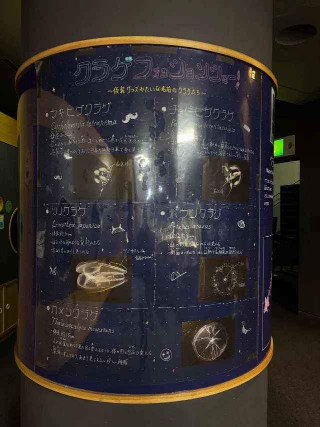 .
研究室のクラゲトピックス変更しました⭐️

「クラゲのファッションショー」

今回5種の仮装グッズみたいな名前のクラゲたちを紹介しております☺️

ぜひ、ご覧ください！

#海きらら#九十九島水族館#クラゲ#水族館#🪼