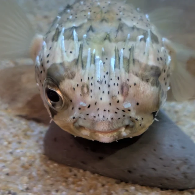 海きららにいるフグたちの顔をパシャリ📷
同じフグの仲間でも個体によって結構違う顔をしています👀
みんな違って面白い顔してますよね🧐
#海きらら 
#ハコフグ 
#ハリセンボン 
#ウインクしてるみたい