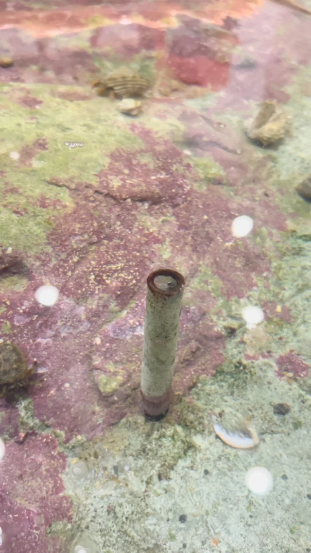 もぐもぐ水槽のとあるパイプの中に住人が、、、？
よく見ると、クモギンポが中に入って顔だけ出してました☺️
とっても可愛いので是非見に来てください！🐟

#海きらら
 #もぐもぐ水槽
#九十九島
 #佐世保
 #エサやり
 #水槽
 #魚
 #クモギンポ
 #水族館
 #長崎
 #かわいい