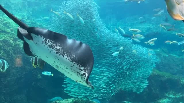 マイワシの群れ、約8,000匹になりました🐟✨

12月3日予定通り、
マイワシが約5,000匹搬入されましたー🐟🐟🐟
元々いた群れと合わせて、約8,000匹に🐟🐟🐟🐟🐟

マイワシたちのキラッキラな姿ぜひ見に来てくださいね✨
#海きらら #水族館 #九十九島湾大水槽 #マイワシ #館内はクリスマスモード