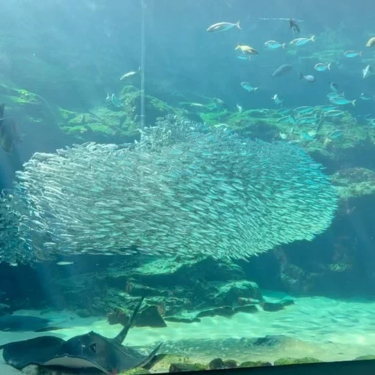 12月3日にイワシの搬入を行います🫡
10:45頃から移動開始します！
約5000匹のマイワシが大水槽に仲間入りしますので是非見に来てください🐟✨
⁡
 #海きらら
 #佐世保
 #水族館
 #イワシ
 #マイワシ
 #大水槽
 #九十九島