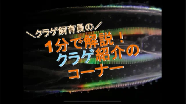 .
【1分で解説！クラゲ紹介コーナー】

今回は特別編です！

櫛クラゲの紹介をしております☺️
そして、飼育員もトナカイになって説明しています！

ぜひ！YouTubeにて公開しておりますのでご覧ください🎄
下のリンクからアクセスください🔗

https://youtu.be/cipBkG9sM9w?si=ru8FEua7nrZNhLie

#海きらら　#九十九島水族館　#クラゲ　#クリスマス
#九十九島　#水族館　#🪼