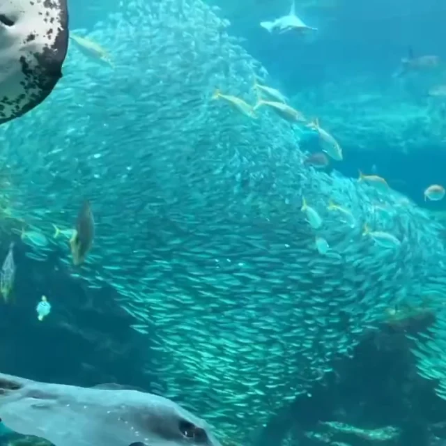 又有約5,000尾沙丁魚新成員加入啦～🐟🐟🐟🐟🐟
加上原本的魚群，現在總共有約8,000尾！
一整群游動時閃閃發亮，真的超療癒、超壯觀✨
一定要來現場親眼看看這片夢幻魚群喔！＃九十九島 ＃日本旅遊 #日本景點 #長崎#佐世保

About 5,000 sardines have just joined us! 🐟🐟🐟🐟🐟
Together with the original school, we now have around 8,000 fish in total!

When they swim together, they sparkle beautifully ✨
It’s incredibly soothing and absolutely spectacular — a sight you have to see in person!
#kujukushima　＃AquariumLife
#nagasaki #sasebo #kyusyu

약 5,000마리의 정어리가 새롭게 합류했어요! 🐟🐟🐟🐟🐟
기존 무리와 합쳐 현재 총 약 8,000마리가 함께하고 있습니다!

한 무리가 되어 헤엄칠 때 반짝반짝 빛나는 모습은
정말 힐링되고, 눈을 뗄 수 없을 만큼 장관이에요 ✨
꼭 현장에서 직접 이 꿈같은 풍경을 만나보세요!
#쿠주쿠시마 #나가사키 #규슈#수족관