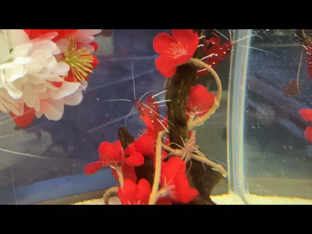 2026年まであと少しとなってきましたね！

海きららでは期間限定でお正月の
特別水槽やイベントを企画してます✨
是非見にきてくださいね！✨✨
記念撮影コーナーもあります‼️

#海きらら #水族館 #お正月 
#年末年始は #家族で水族館