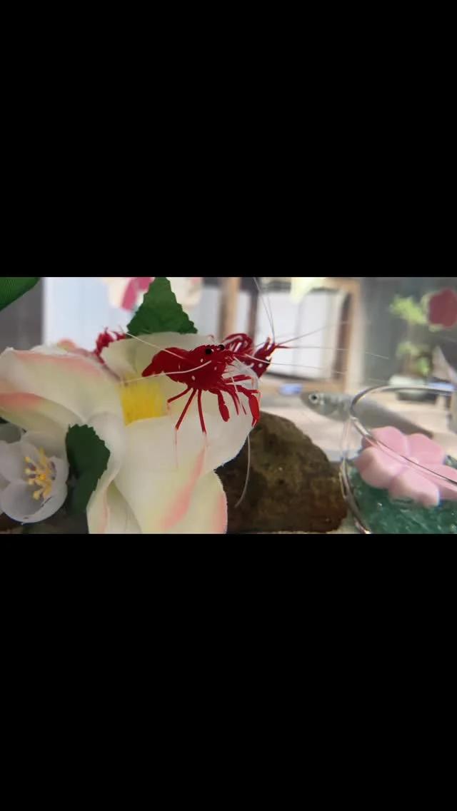 鰢
意味は「海エビ、スバシリ（ボラの幼魚）」

2026年の干支水槽は、午年から「魚へんに馬」にちなんだ生きものを展示しています。
来月末までの展示です♪ぜひご覧ください🐟🦐

#鰢 #うみえび #うつってないけど #スバシリ#午年