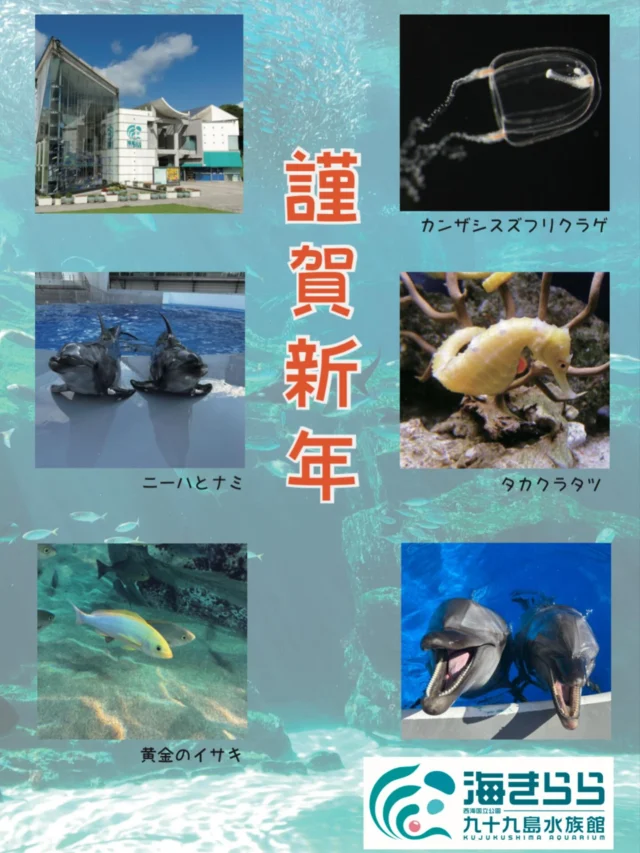 .
明けましておめでとうございます🎍

本年も海きららの生きものたちの魅力をたくさん伝えてまいりますので、どうぞよろしくお願いします！

#海きらら　#九十九島水族館　#九十九島　#水族館
#イルカ　#魚　#クラゲ