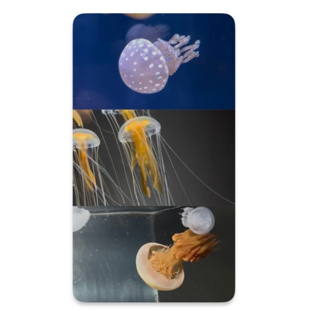 .
今年の干支は馬！
馬の色は茶色ということで、茶色のクラゲたちをご紹介します！

タコクラゲ、オキクラゲ、ビゼンクラゲの3種類です！
元気なクラゲたちをぜひご覧ください☺️
本年も九十九島のクラゲたちを紹介してまいりますので、どうぞ宜しくお願いします🪼

#九十九島水族館　#海きらら　#クラゲ　#🪼　#九十九島　#水族館　#タコクラゲ　#オキクラゲ　#ビゼンクラゲ