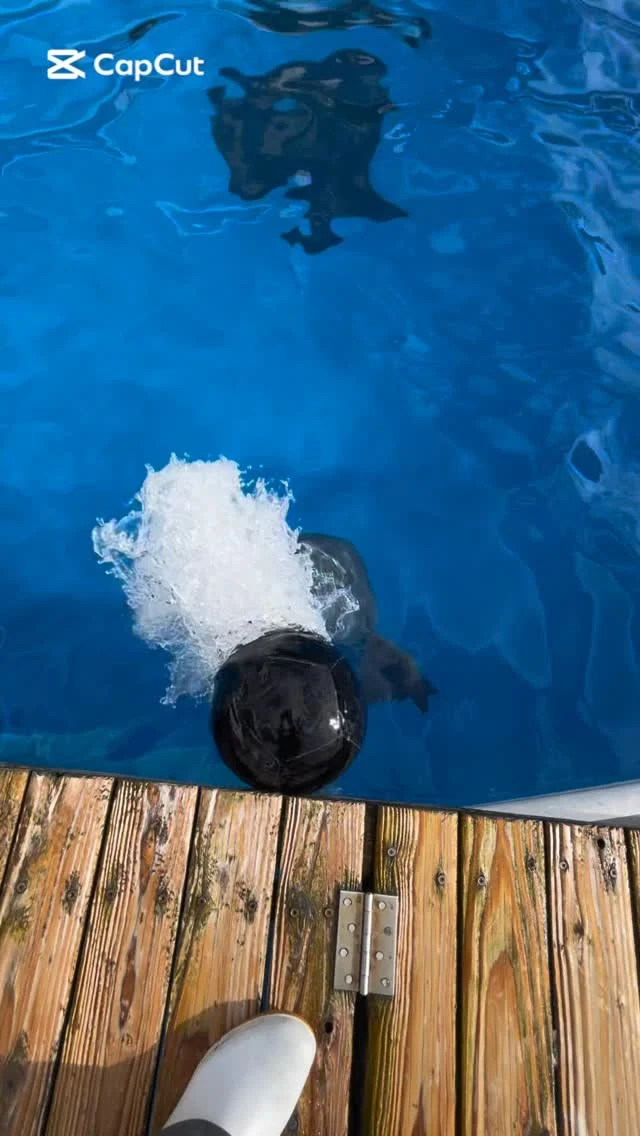 ハンドウイルカ、ニーハちゃんと遊ぶ際のトレーナー目線の様子です！
⁡
可愛い姿を皆さんぜひ見に来てくださいね🐬
⁡
#海きらら #ナミ #ニーハ