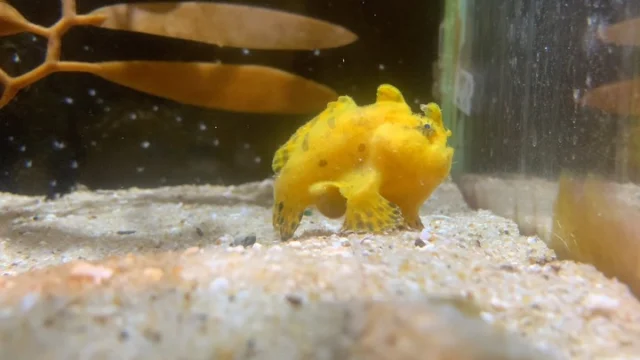 現在、海きららでカエルアンコウを展示しています！
1枚目の動画は餌を食べる様子です！
小さくて可愛いので、ぜひ見に来てください！

※生きものの状態によっては展示を終了する場合がございます。
ご了承ください。

#九十九島水族館 #海きらら 
#水族館 #カエルアンコウ 
#九州 #長崎 #佐世保 #九十九島 #観光