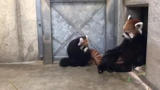 黏在一起，是最安心的距離 🧡
#小熊貓 #親子日常 #太可愛了#九十九島動植物園 #佐世保 #長崎 #長崎觀光 #九州旅行 

Stuck together.
That’s love 🤍
#RedPanda #TooCute #FamilyLove
 #sasebo #visitjapan #kujukushima#visitkyushu #visitnagasaki 

꼭 붙어있는 게 사랑 🤍
#레서판다 #붙어있어 #심쿵 #힐링 #나가사키 #규슈 #구주쿠시마