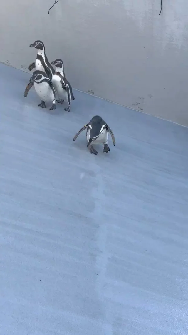 好奇寶寶 🐧
Curious little penguin 🐧
호기심 많은 아기 펭귄 🐧
#CuriousPenguin #Penguin #호기심펭귄 #好奇寶寶 #企鵝 #CuteAnimals#visitkyushu #visitnagasaki #九十九島 #日本旅遊 #長崎 #佐世保#구주쿠시마 #나가사키 #규슈 #구주쿠시마 #kujukushima