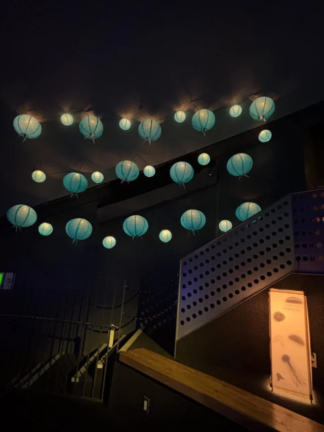 .
クラゲシンフォニードームでは、長崎市で毎年開催される長崎ランタンフェスティバルに合わせて、クラゲの提灯を飾っております🪼

また、体験型のクラゲファンタジア　ステップハーモニーも絶賛開催中です😳
数分に一度大きいミズクラゲも登場します！

ぜひお越しください！

#クラゲファンタジア　#ステップハーモニー　#海きらら
#九十九島水族館　#クラゲ