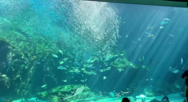 海きららのマイワシたち🐟🐟🐟

動きが活発になるのは、餌やり解説「パクパクウォッチング」の時間です🐟
キラキラ輝く魚の群れをぜひ見にきてくださいね！
九十九島湾大水槽のパクパクウォッチングは毎週火木土曜日の14:00-14:20です🐟

#海きらら #水族館