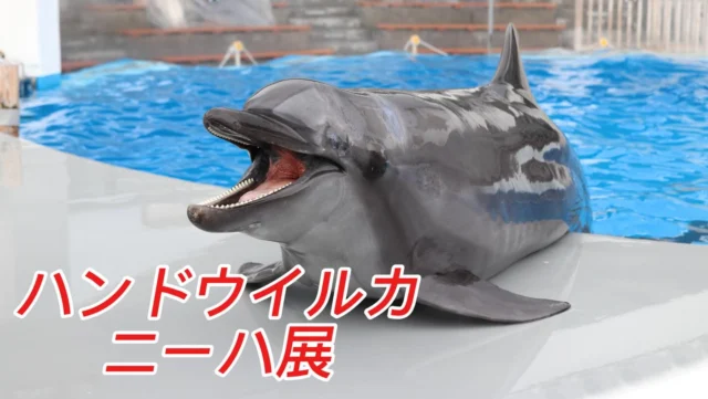 【ハンドウイルカ ニーハ展】開催中!!!
⁡
2月8日ニーハの日にちなんで2月の1ヶ月間、ハンドウイルカ、ニーハ展を開催します🐬
ニーハに関するQ&Aや飼育員に聞いたニーハのことなどをパネル展示しております🐬💕︎
⁡
ニーハのことを深く知って頂く機会になっていますので是非海きららに遊びに来てください😊
皆さんのご来館お待ちしております🥳
⁡
展示場所:１階イルカプールアクリル面前
展示期間:2026年2月1日～2026年2月28日