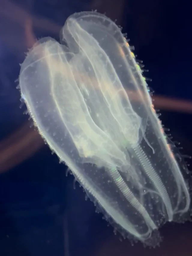 .
ただ今、クラゲ研究室にて#ツノクラゲ　を採集できたので、展示をしております！！

今が旬のツノクラゲをぜひご覧ください🪼
大きめのツノクラゲがいますので見応え抜群です😳

#ツノクラゲ　#九十九島水族館　#海きらら
#🪼