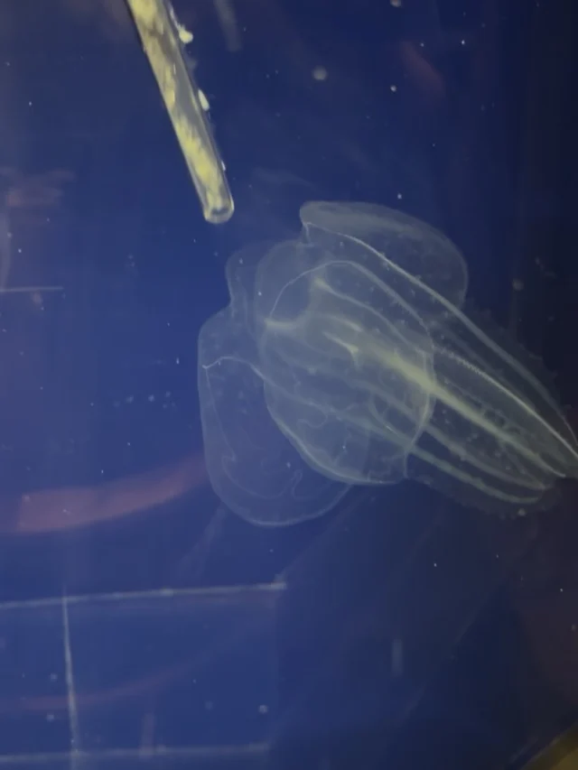 .
先日ご紹介した、#ツノクラゲ　のお食事シーンをお届けします！

餌を捕まえようとする時は袖を広げ、餌が来ると袖を閉じて、口に運んでいきます！
ちなみに口は真ん中の上にあります！

今回はシラスのミンチをあげてます😳

そして、２つ目の動画はツノクラゲのつのつのした様子を間近で撮ってみました！！
櫛板の部分も綺麗に反射してます！

ぜひ皆様もご覧ください☺️

#ツノクラゲ　#九十九島水族館　#クラゲ　#海きらら