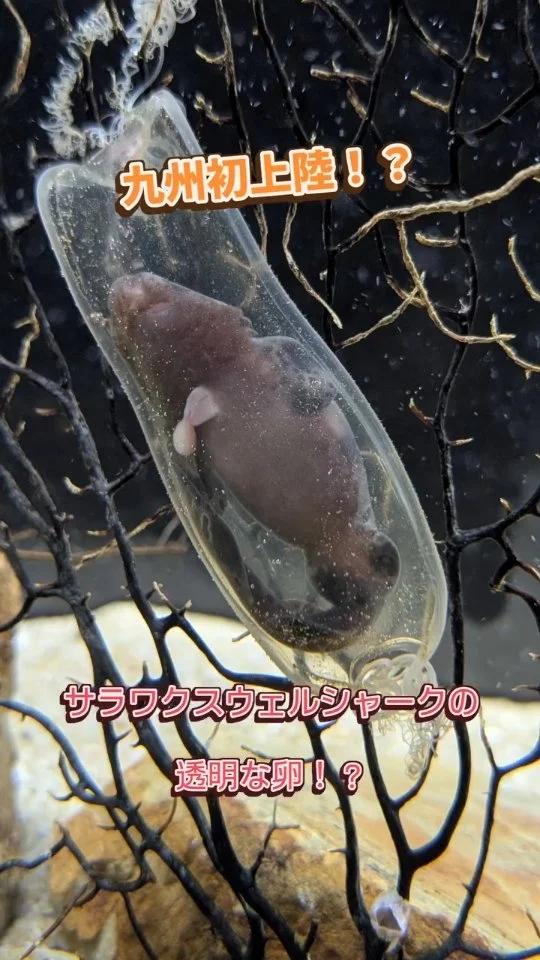 九州初上陸！？
卵の中が丸見え！サラワクスウェルシャークの透明な卵！

3/20(金祝)より開催される春の特別展｢THE・サメ展｣にて展示予定です🦈
開催時にはもう卵から出てきている可能性もありますが、ぜひ実物を見にお越しください！

今後も少しずつ情報を解禁していきますのでお楽しみに〜

----------------------------------------------------------
イベント　春の特別展｢THE・サメ展｣
期　　間　2026年3月20日〜5月10日
場　　所　九十九島パールシーリゾート
　　　　　西海国立公園九十九島水族館 海きらら

そ  の  他　詳細は公式HPをご覧ください🐬
----------------------------------------------------------

※生体の状態により、展示の変更や終了をする可能性がございます。予めご了承ください。

#海きらら #水族館 #長崎 #佐世保 #おでかけ