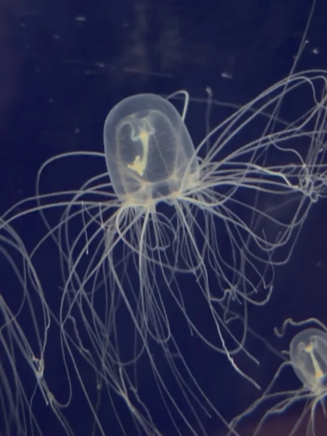 .
ただ今、クラゲ研究室では旬のクラゲの#カミクラゲ 展示中です🪼

触手が髪の毛のように見えることからこと名前がつきました！そして、この触手の根元には赤い点（眼点）があります！

ぜひ、ゆっくり観察してみてください☺️

#九十九島水族館　#海きらら　#カミクラゲ
#九十九島