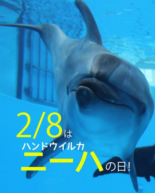 本日2月8日は、ハンドウイルカ「ニーハの日」！
佐世保は雪が舞っており、イルカ達ソワソワしていますが、寒さに負けず頑張っています！
海きららは、2月1日～2月28日まで「ニーハ展」を開催中です。
1階アクリル面前でニーハについてのQ&Aや、ストーリーパネルなどの展示をしています！
この機会にぜひ、海きららに来ていただき、ニーハ（もちろんナミも！）の事を応援していただけますと幸いです。
どうぞよろしくお願いします🥰

写真は、海きららに来たばかりの時（1枚目）と、最近の写真（2枚目）。大人になっているのが分かります。。。

======================
✨🐬ニーハ展🐬✨
✅開催期間　2月1日(日) ～ 2月28日(土)
✅時　　間　9：00 ～17：00
✅場　　所　九十九島イルカプール付近
✅料　　金　無料　※別途、海きらら入館料が必要