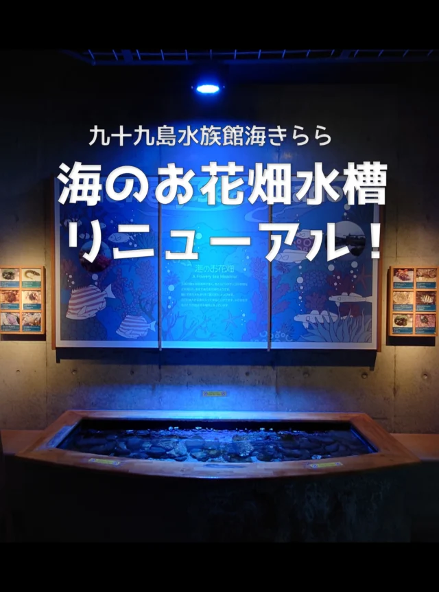 海きららの「海のお花畑水槽」をリニューアルします！！
この水槽では、ウニやイソギンチャク、エビなど、磯にいる生きものたちを展示していましたが、今回、この水槽が生まれ変わります！
大幅リニューアルです（自称）
3月下旬に完成予定なので、SNS等で進捗をお知らせします🎵
お楽しみに🌟
写真は先日、生きもののお引越しと水を抜いてお掃除をしたところです♪
サイフォンの原理を使って水を抜いていくのですが…なかなか難しかったです😖💦
#海のお花畑水槽リニューアル
===========================
#長崎 #佐世保 #九十九島 #水族館 #海きらら #九十九島パールシーリゾート #umikirara